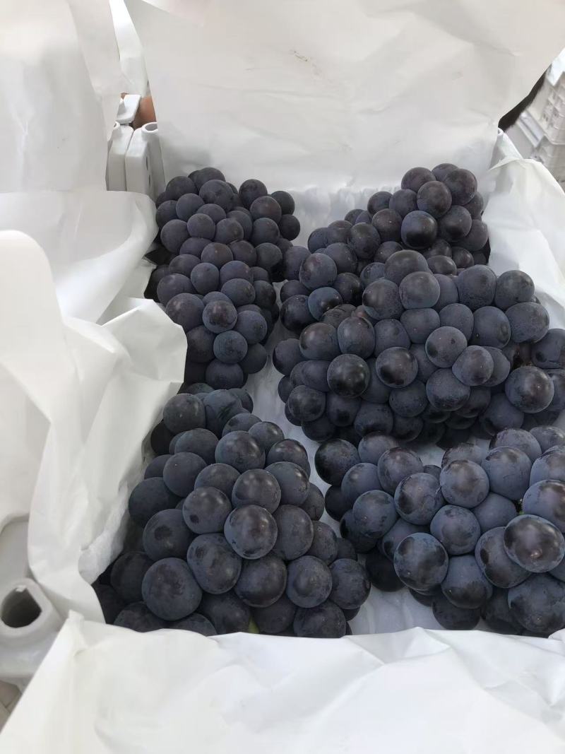 河北石家庄京亚葡萄，大量上市口感甜品质保证量大从优