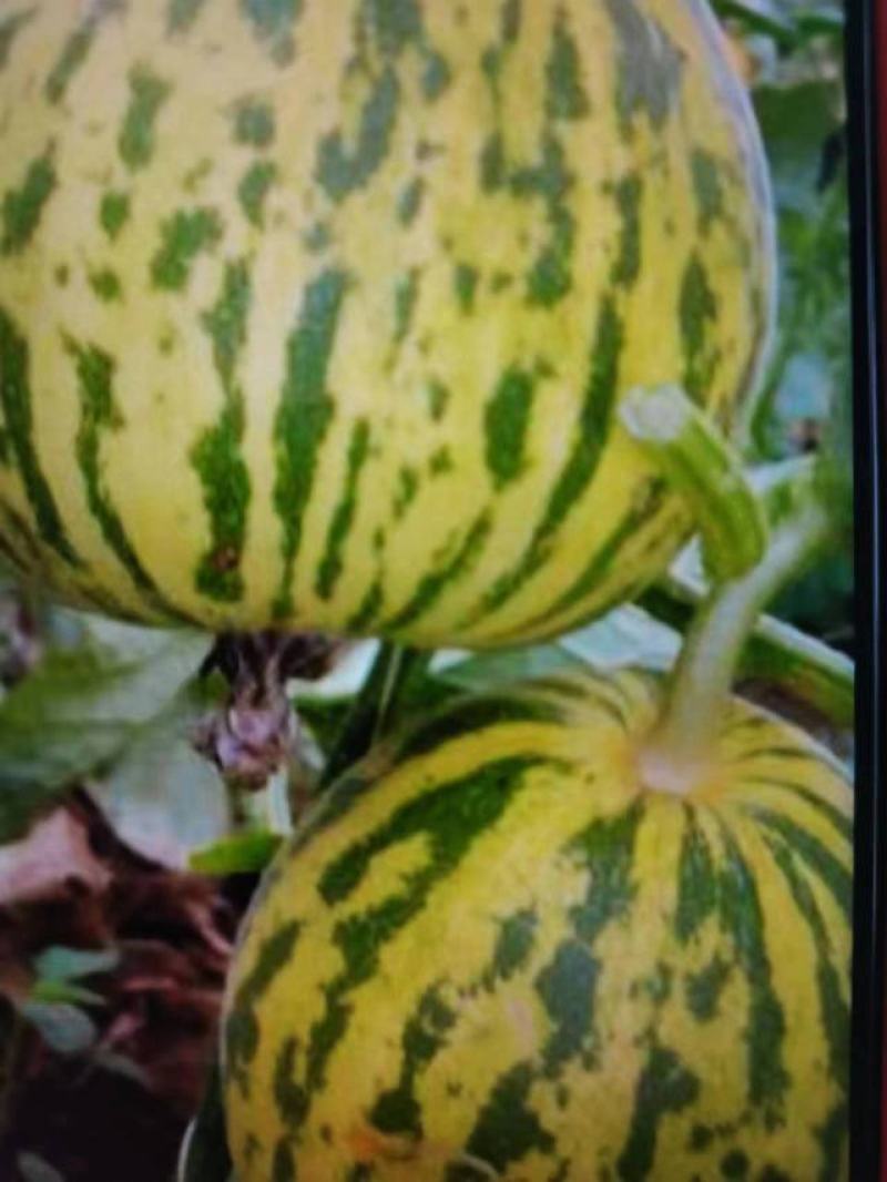 羊角蜜苗博洋61嫁接绿宝甜瓜苗品种齐全包成活免费提供种植
