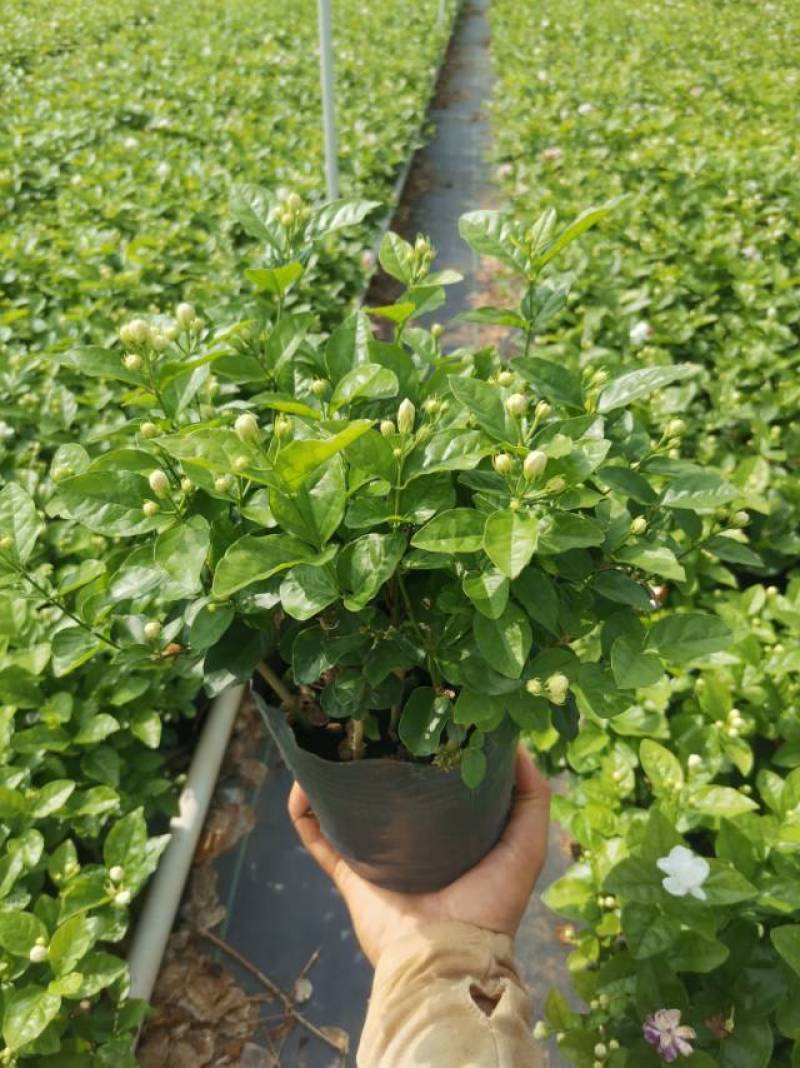 重瓣茉莉花盆栽原土原盆自家苗场种植户**