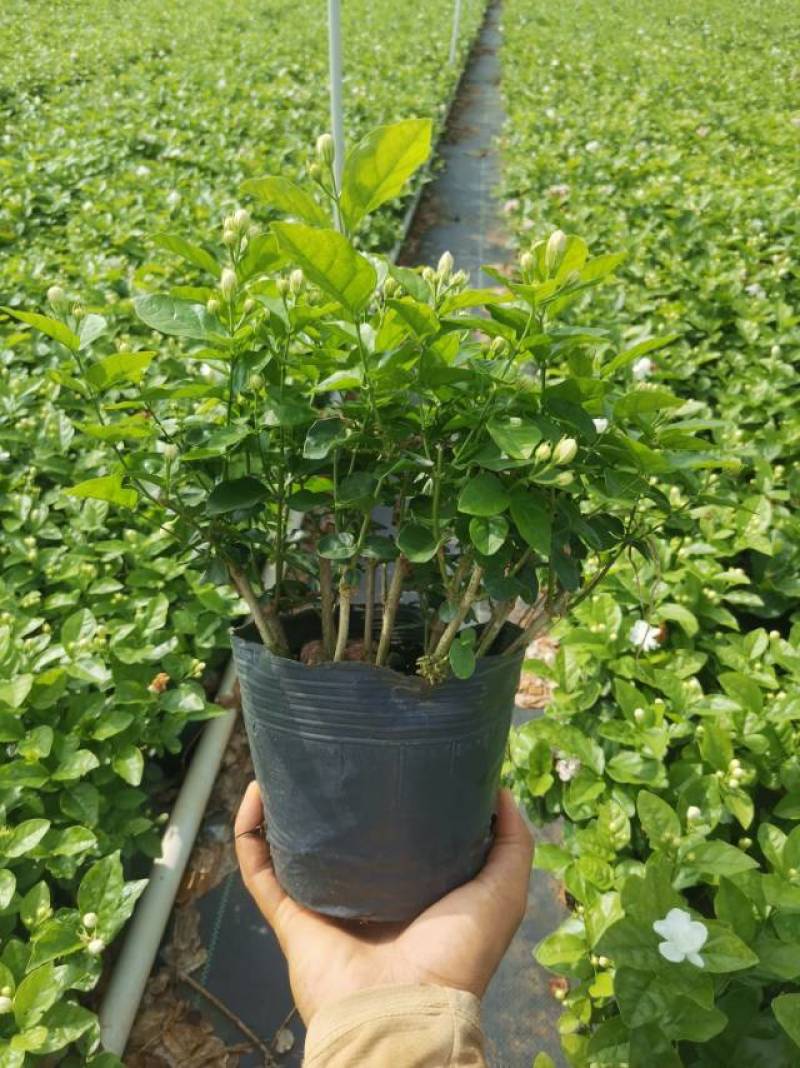 重瓣茉莉花盆栽原土原盆自家苗场种植户**
