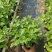重瓣茉莉花盆栽原土原盆自家苗场种植户**