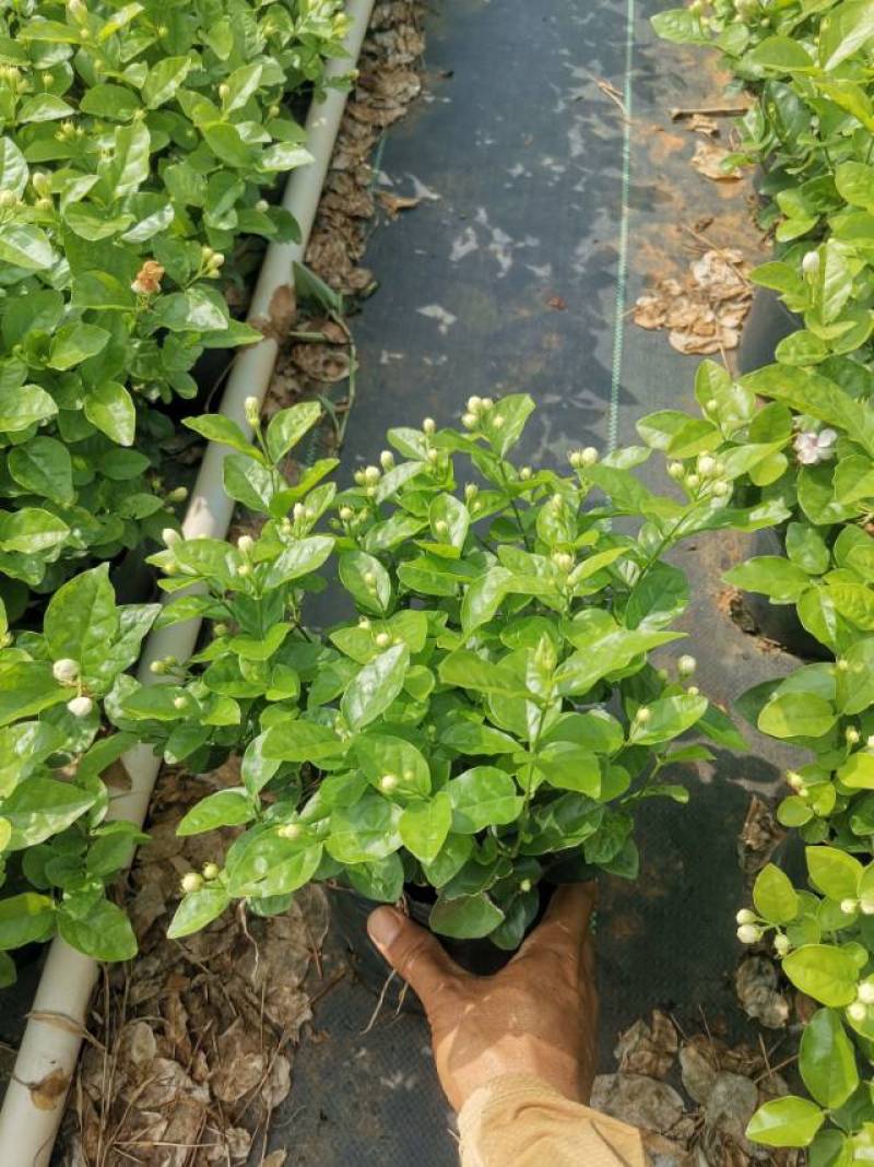 重瓣茉莉花盆栽原土原盆自家苗场种植户**