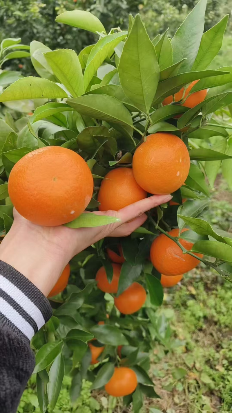湖北蜜桔/蜜橘产地直供果大皮薄对接批发电商各大平台