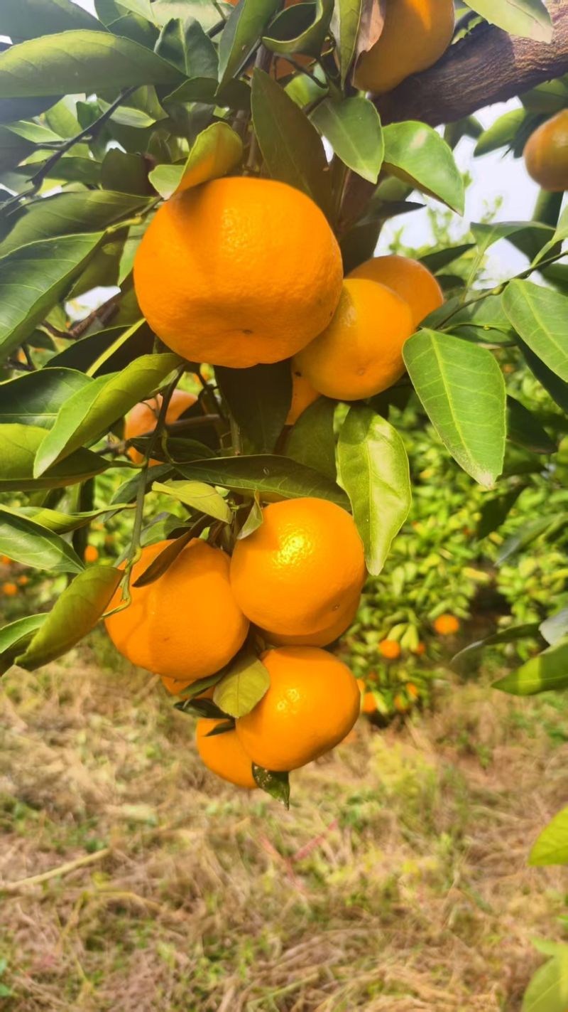 湖北蜜桔/蜜橘产地直供果大皮薄对接批发电商各大平台