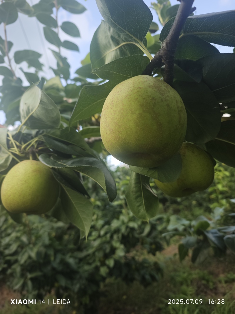 湖北翠冠梨大量上市，货源充足供应中
