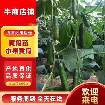 嫁接旱黄瓜苗水果黄瓜苗嫁接大黄瓜苗包成活死苗补发