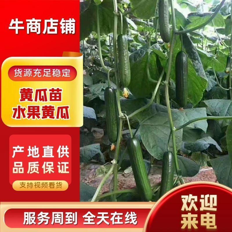 嫁接旱黄瓜苗水果黄瓜苗嫁接大黄瓜苗包成活死苗补发