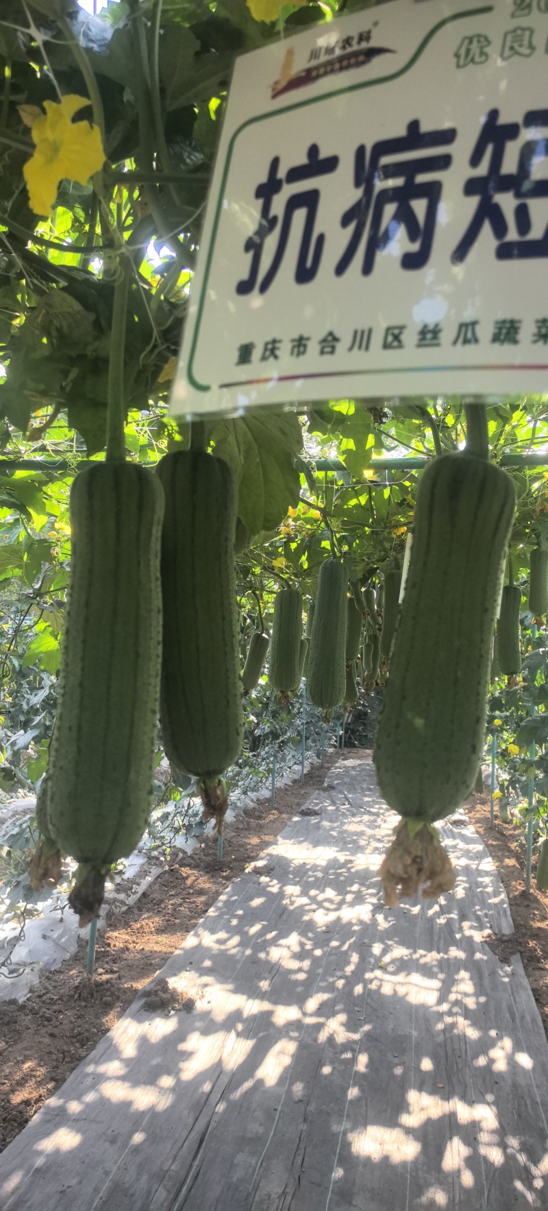 丝瓜种子绿美一号中短棒肉丝瓜瓜形美观顺直油亮光泽好