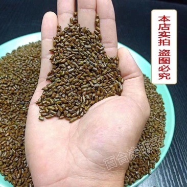 正宗宁夏决明子茶决明子泡茶水***决明子散装无硫家用新货