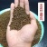 正宗宁夏决明子茶决明子泡茶水***决明子散装无硫家用新货