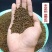 正宗宁夏决明子茶决明子泡茶水***决明子散装无硫家用新货