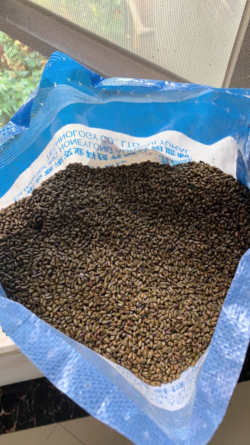 正宗宁夏决明子茶决明子泡茶水***决明子散装无硫家用新货