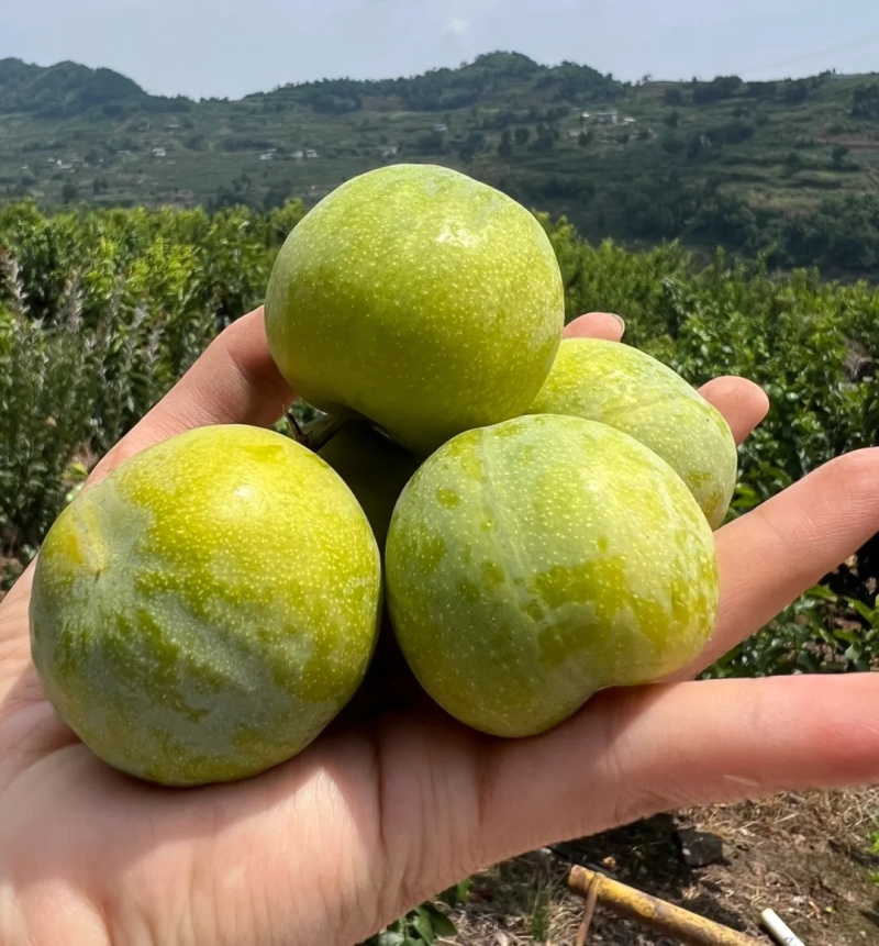 青脆李&青皮奈李&脱骨李/产地直供/对接批发市场/电商