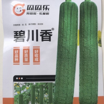 丝瓜种子碧川香强雌早熟高产香丝瓜油丝瓜双重品质