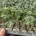 草莓西红柿苗沙瓤番茄苗抗病毒耐寒抗热量大优惠提供种植技术