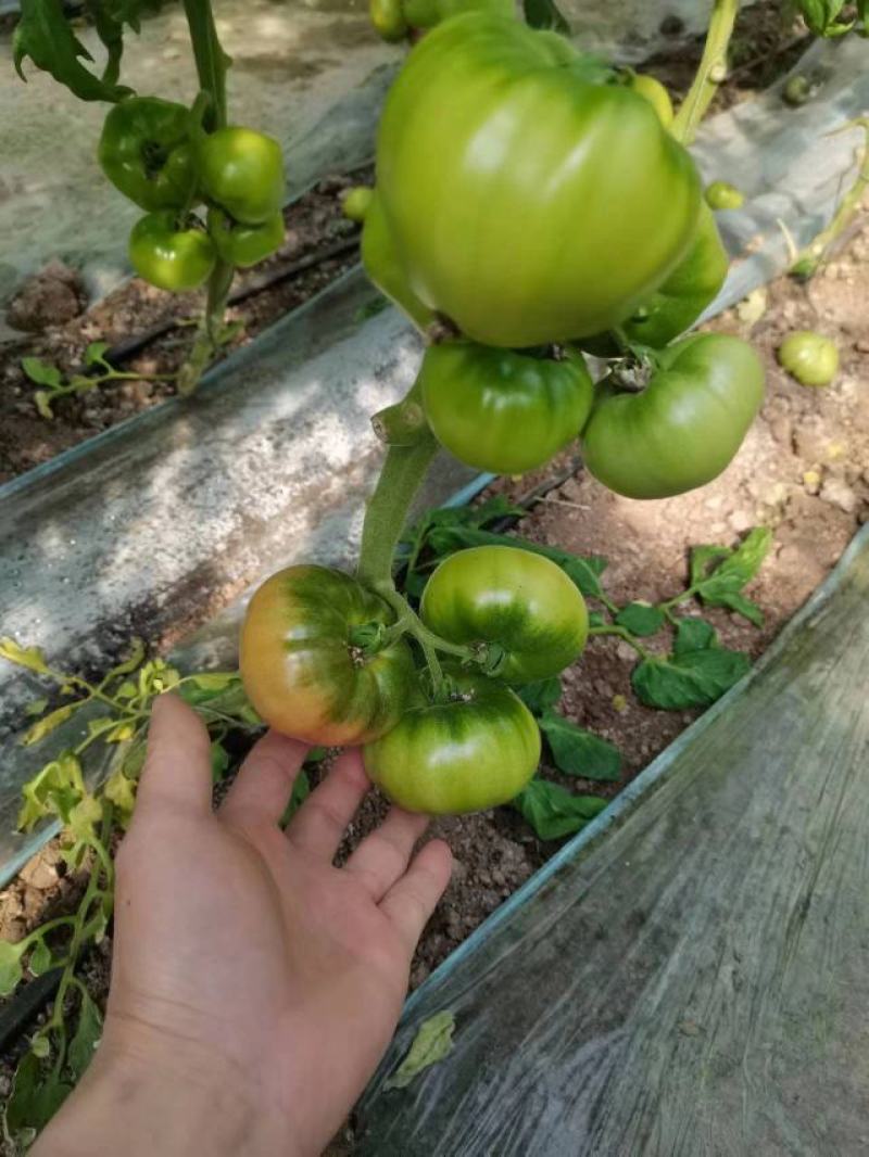 草莓西红柿苗沙瓤番茄苗抗病毒耐寒抗热量大优惠提供种植技术