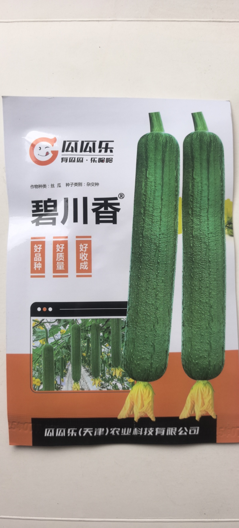 丝瓜种子碧川香强雌早熟高产香丝瓜油丝瓜双重品质