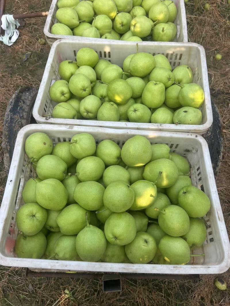 早酥梨大量批发