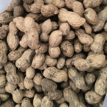 鲜花生大量有货