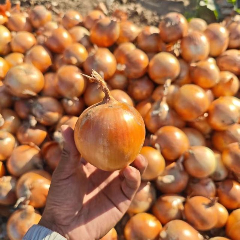 河南红叶三号小黄聪，大量有货5-10