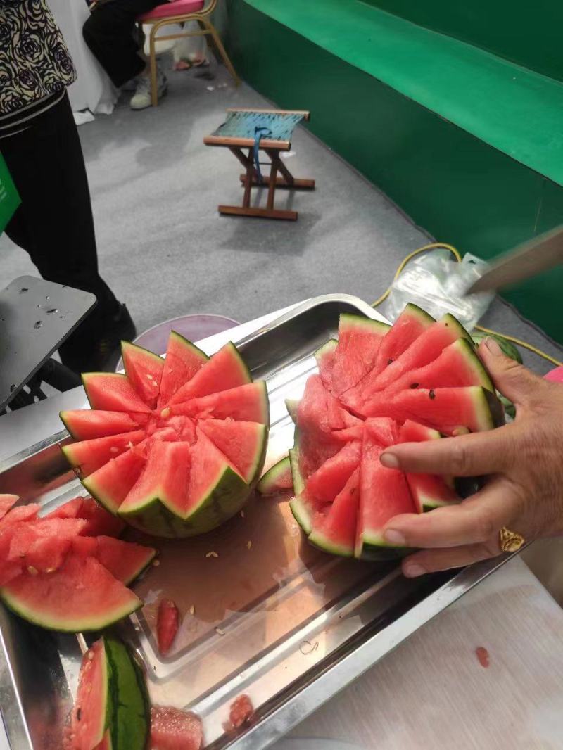 嫁接西瓜苗美都甜王礼品瓜苗一级苗包成活可视频看苗
