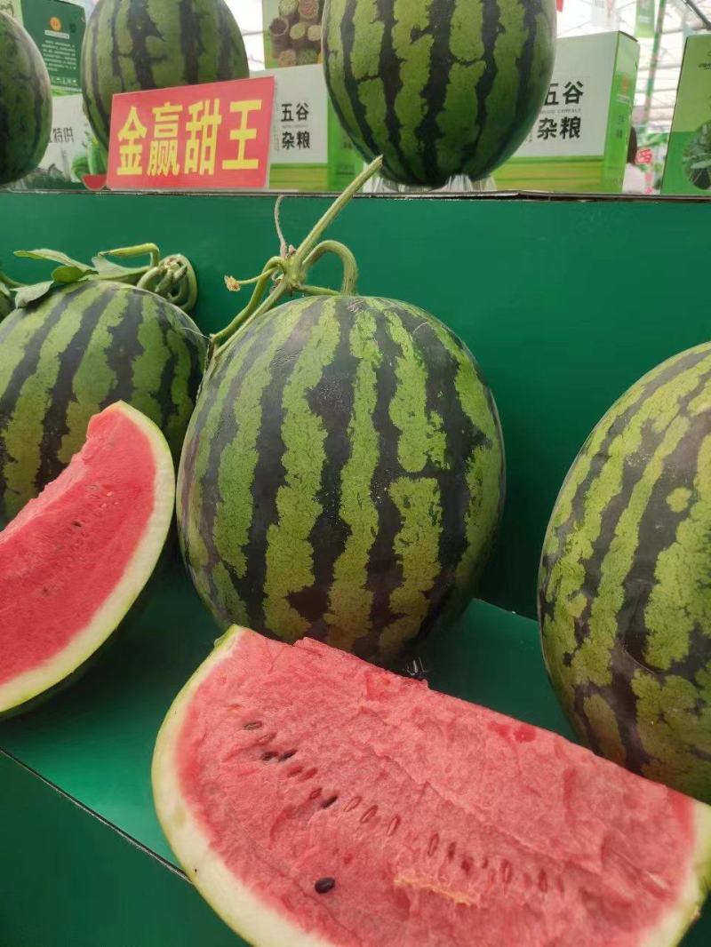 嫁接西瓜苗美都甜王礼品瓜苗一级苗包成活可视频看苗