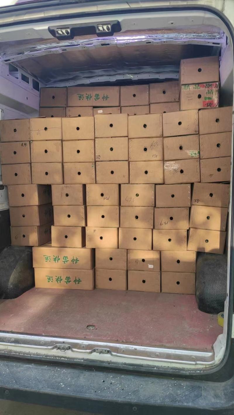 嫁接西瓜苗美都甜王礼品瓜苗一级苗包成活可视频看苗
