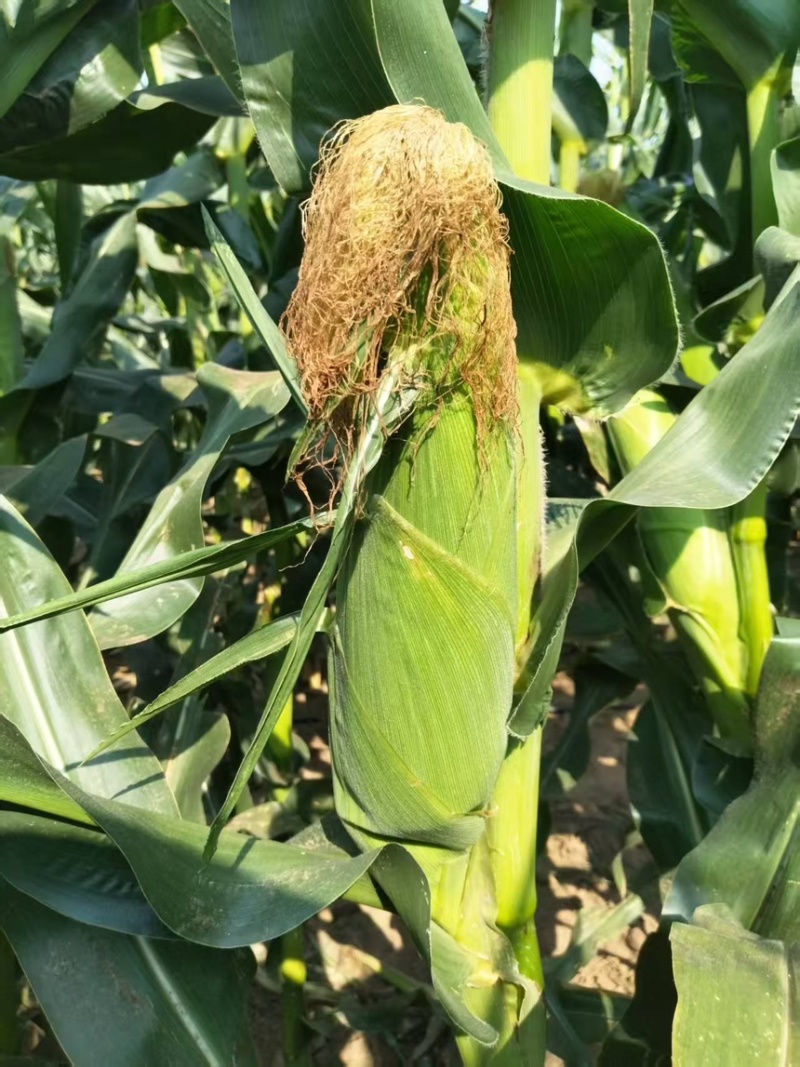 美玉27甜味糯玉米70亩已成熟