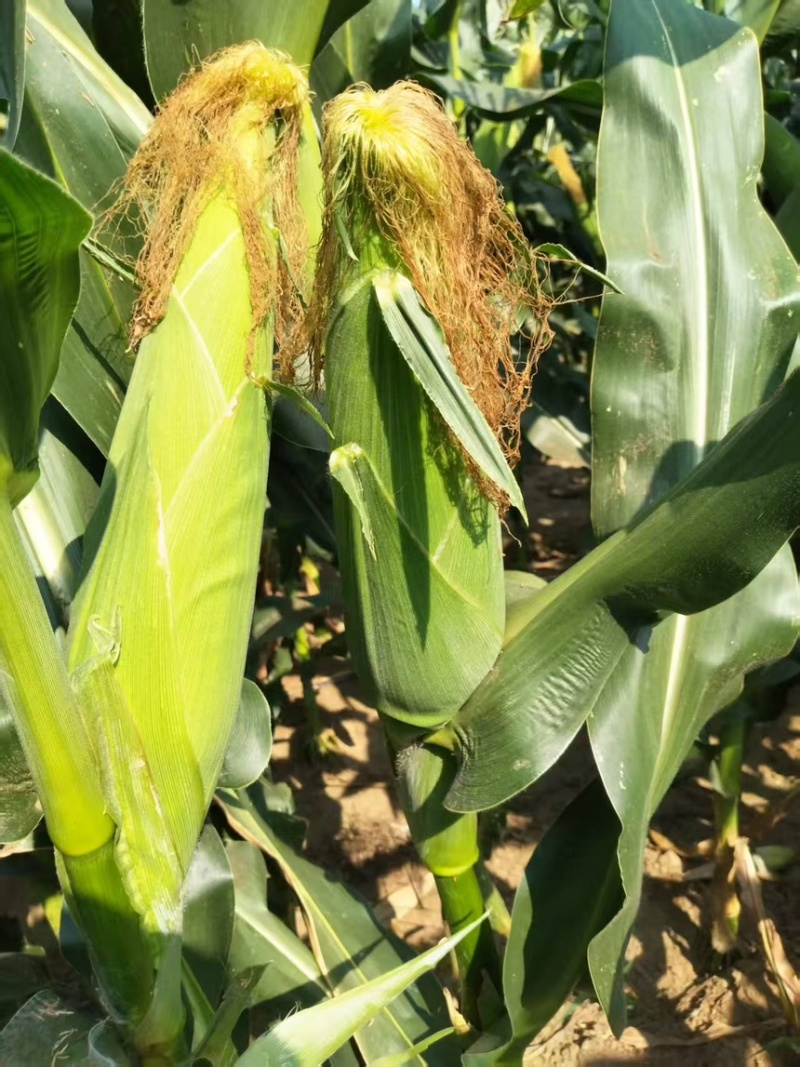 美玉27甜味糯玉米70亩已成熟