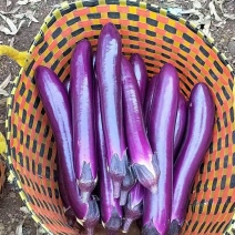 贵州茄子货源充足品相好价格优走货全国欢迎各地区老板联系