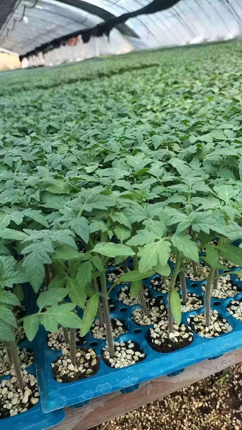大红西红柿苗番茄苗耐寒抗热抗病毒易成活量大从优