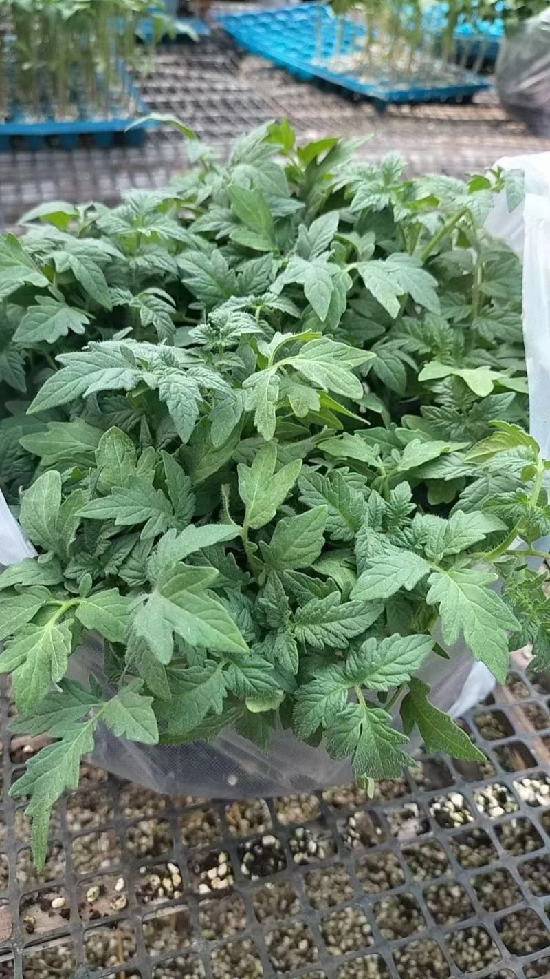 大红西红柿苗番茄苗耐寒抗热抗病毒易成活量大从优