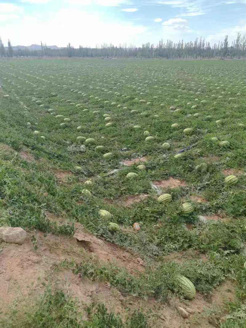 宁夏金花6号西瓜大量上市中，产地一手货源，视频看货
