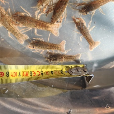 江苏优质淡水小龙虾苗