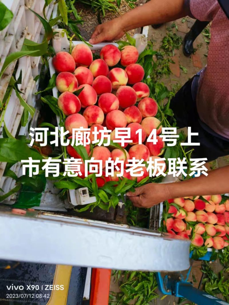 14号毛桃大量上市