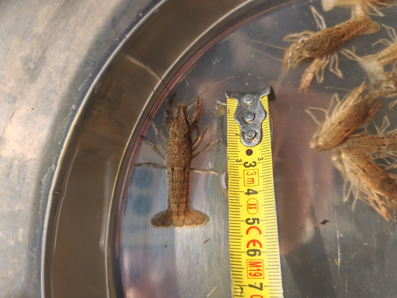 江苏优质淡水小龙虾苗