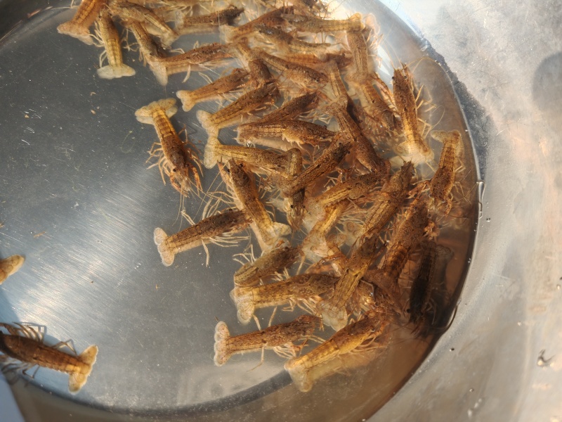 江苏优质淡水小龙虾苗