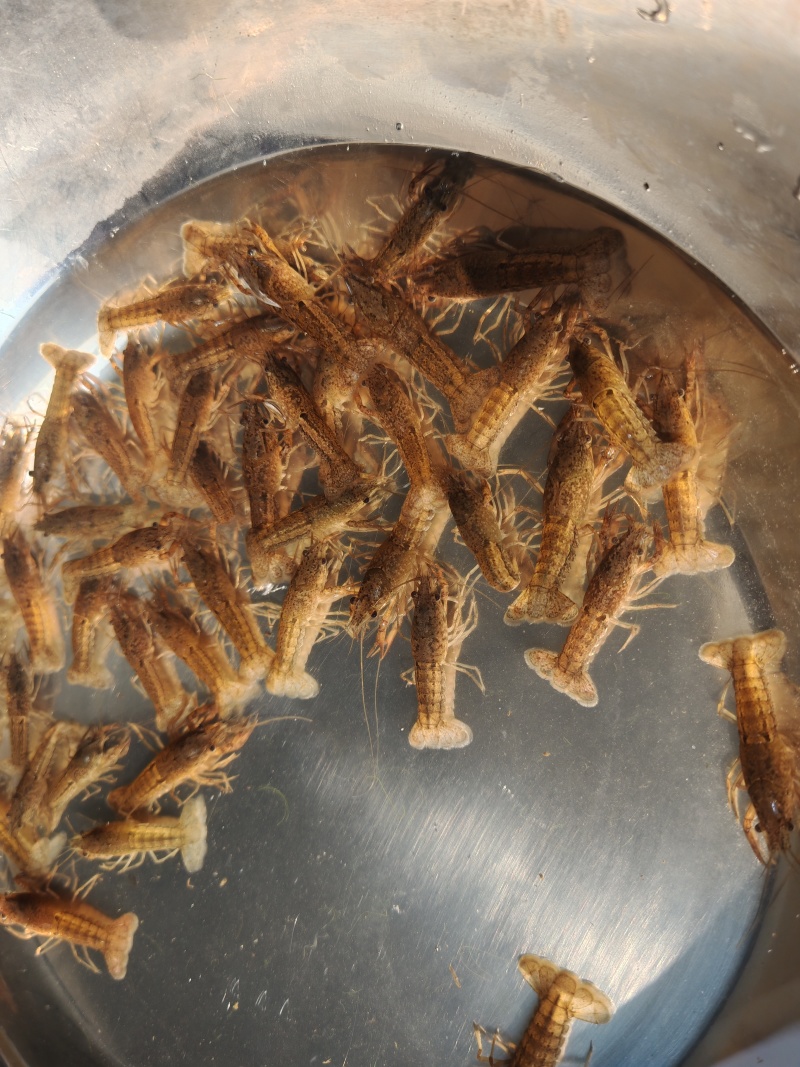 江苏优质淡水小龙虾苗