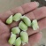 新鲜毛豆，原产地，量大，品质保证，有老板需要可以联系