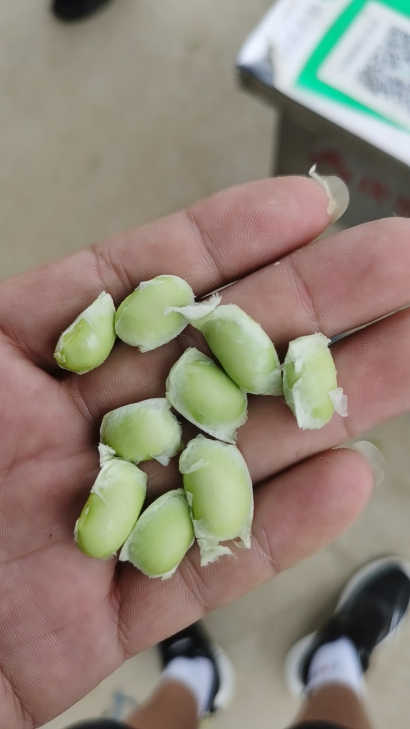 新鲜毛豆，原产地，量大，品质保证，有老板需要可以联系