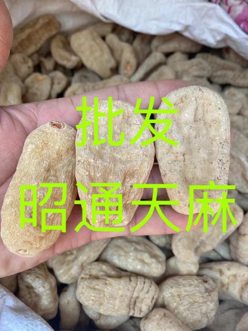 天麻昭通天麻昭通小草坝天麻批发