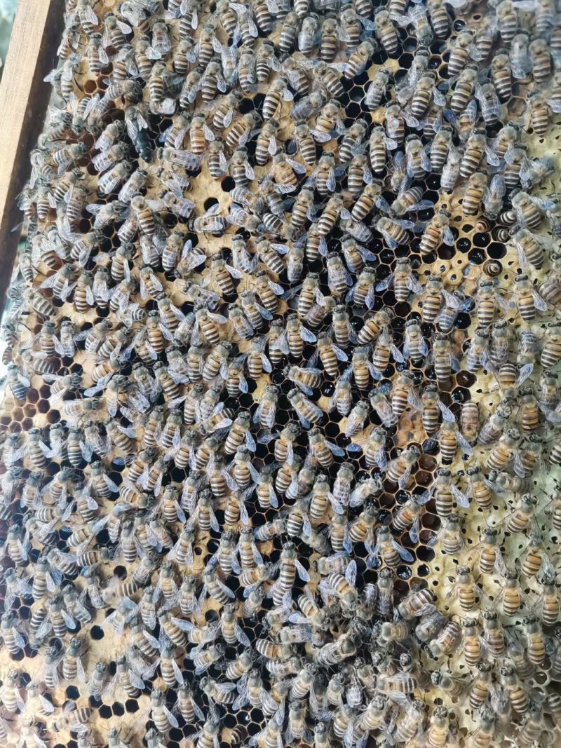 散养的野生蜂蜜，有玄参蜜，荆条蜜，百花蜜，长期供应