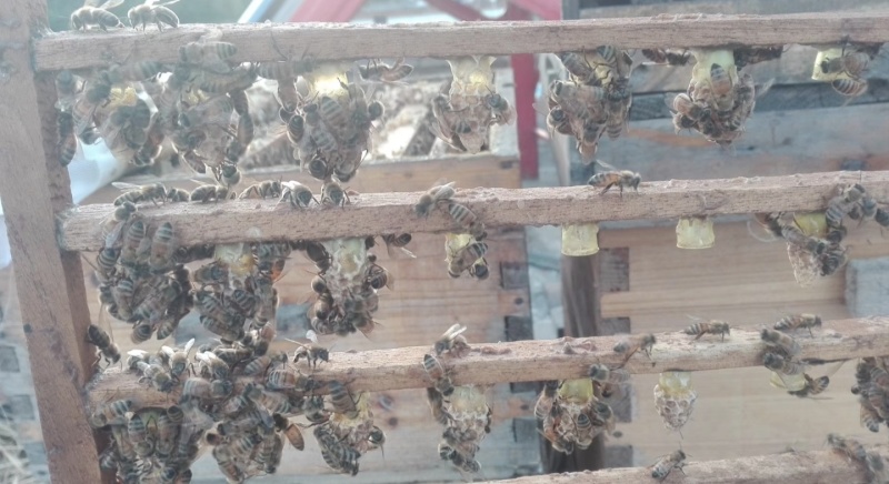 散养的野生蜂蜜，有玄参蜜，荆条蜜，百花蜜，长期供应