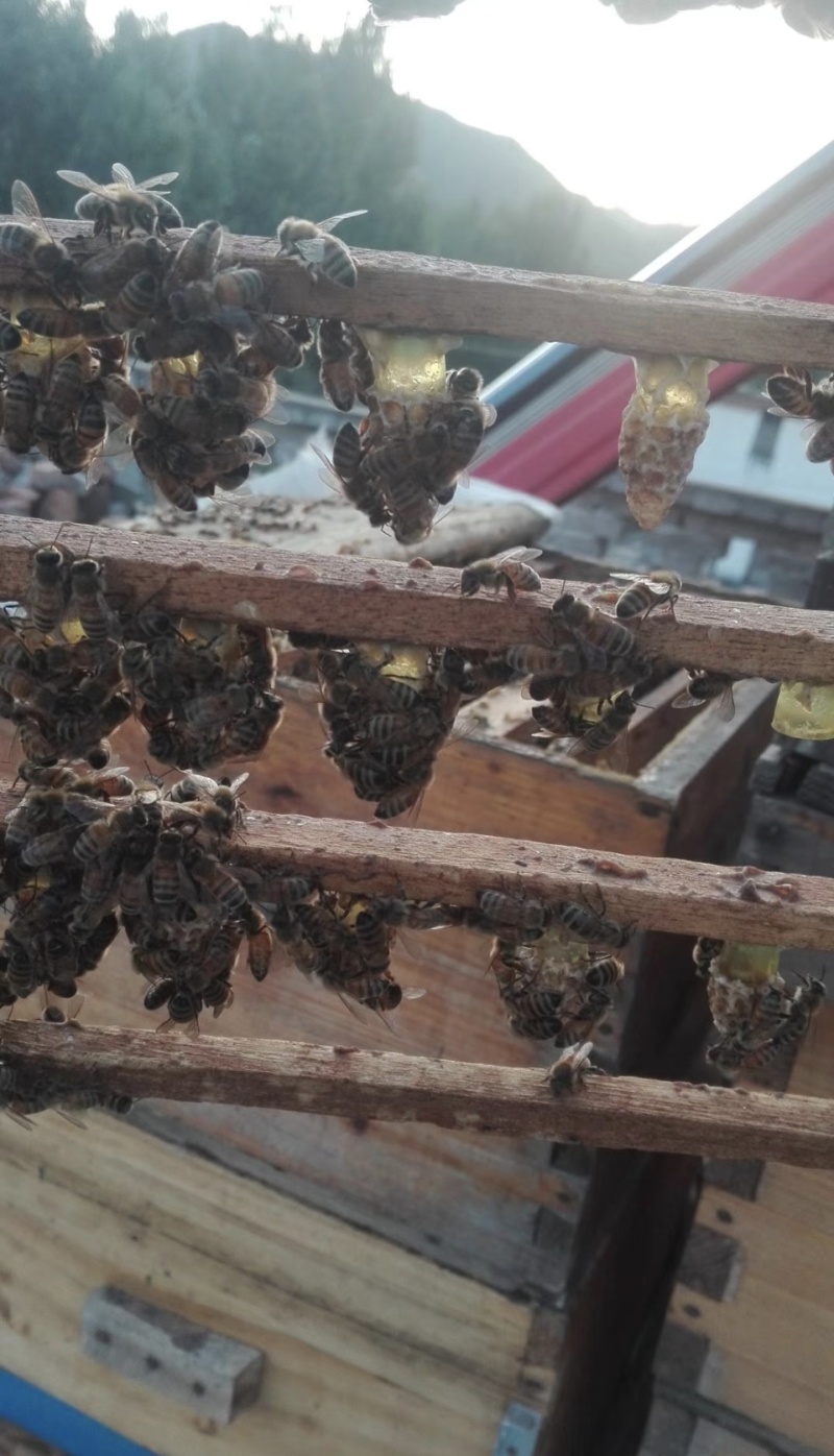 散养的野生蜂蜜，有玄参蜜，荆条蜜，百花蜜，长期供应