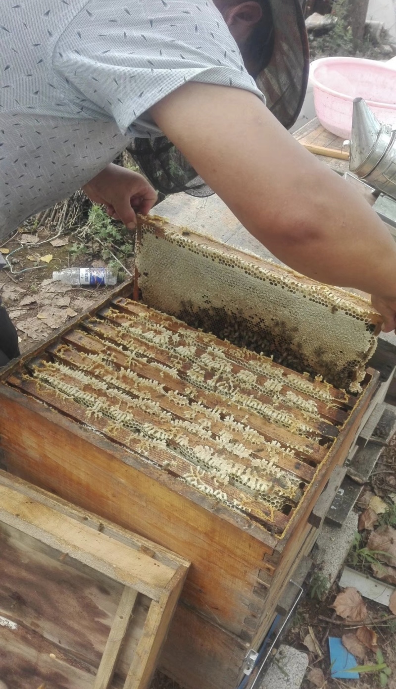 散养的野生蜂蜜，有玄参蜜，荆条蜜，百花蜜，长期供应