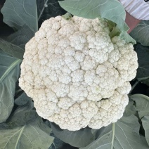 花菜
