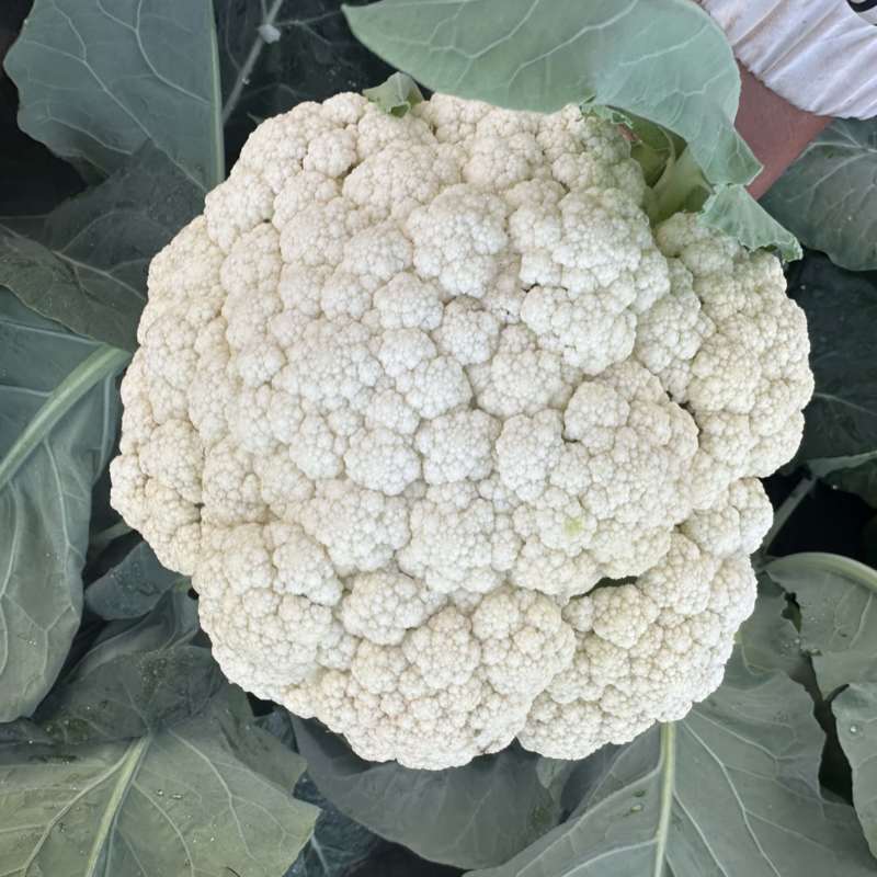 花菜