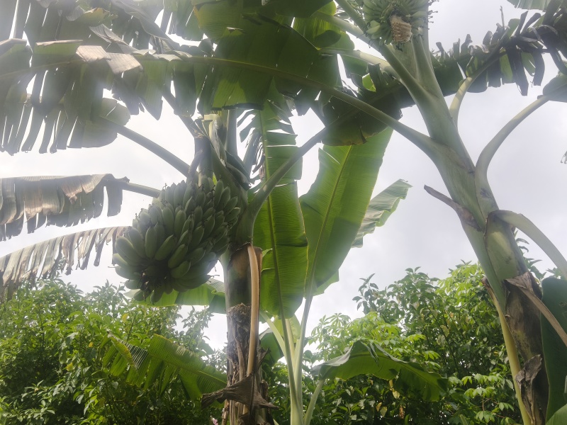 苹果焦