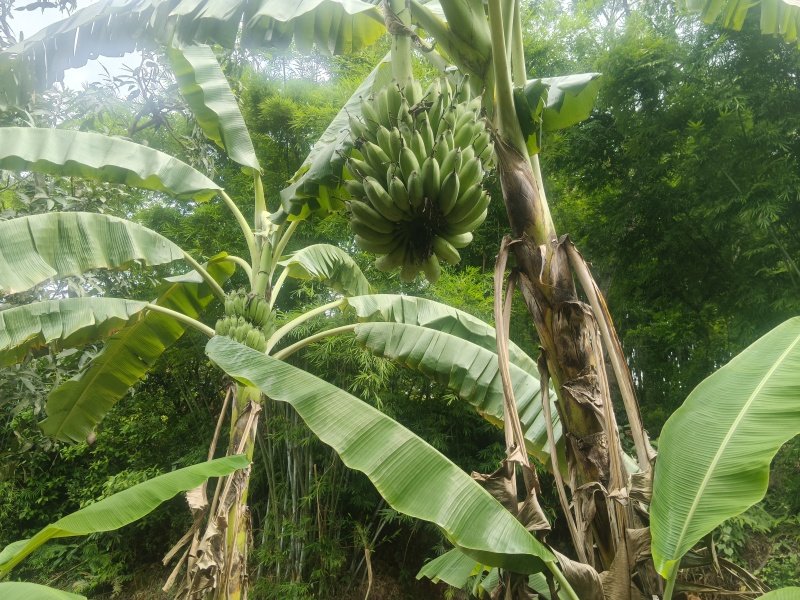 苹果焦