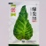 一代杂交尖球甘蓝新品种球色亮绿心叶嫩黄炒食口感脆甜